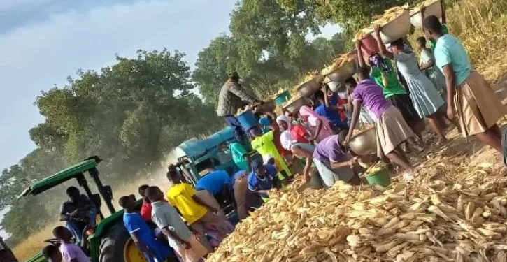 Kanton Senior High School cultivates maize and soybeans to supplement feeding
